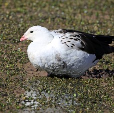GOOSE.  ANDEAN       Atacama.      Vado de Putana..jpg