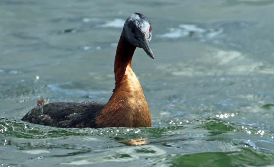 GREBE   GREAT     Puerto Natales area.jpg
