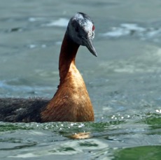 GREBE   GREAT     Puerto Natales area.jpg
