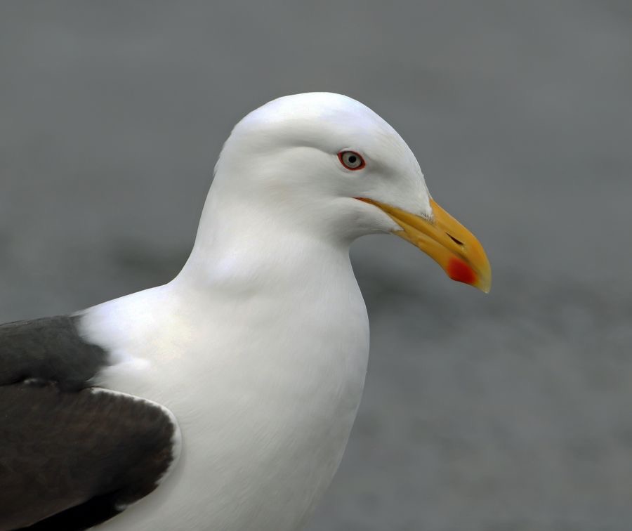 GULL               KELP     .Punta  Arenas area.jpg