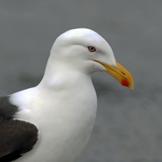 GULL               KELP     .Punta  Arenas area.jpg