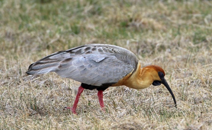 IBIS               BLACK FACED                 Tierra del Paine.jpg