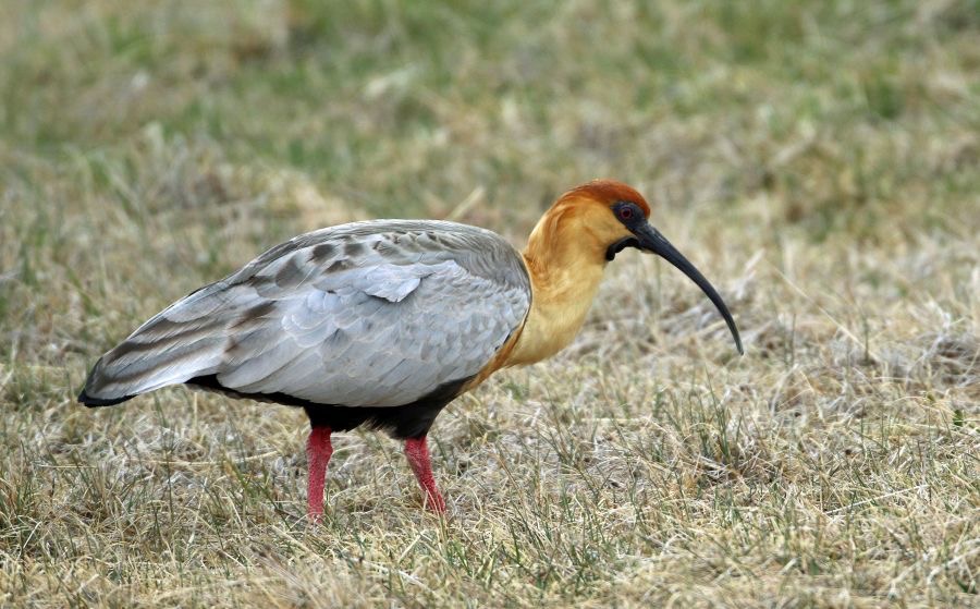 IBIS..             BLACK FACED.                      Tierra del Paine.jpg