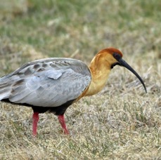 IBIS..             BLACK FACED.                      Tierra del Paine.jpg