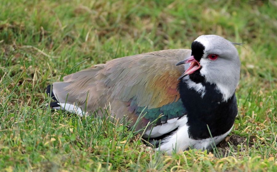 LAPWING SOUTHERN      Tierra del  Paine.jpg