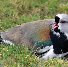 LAPWING SOUTHERN      Tierra del  Paine.jpg