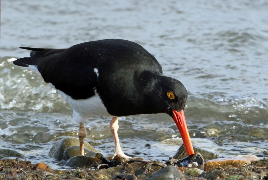 OYSTER  CATCHER   MAGELLANIC .P.Natales..jpg
