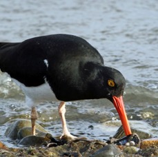 OYSTER  CATCHER   MAGELLANIC .P.Natales..jpg
