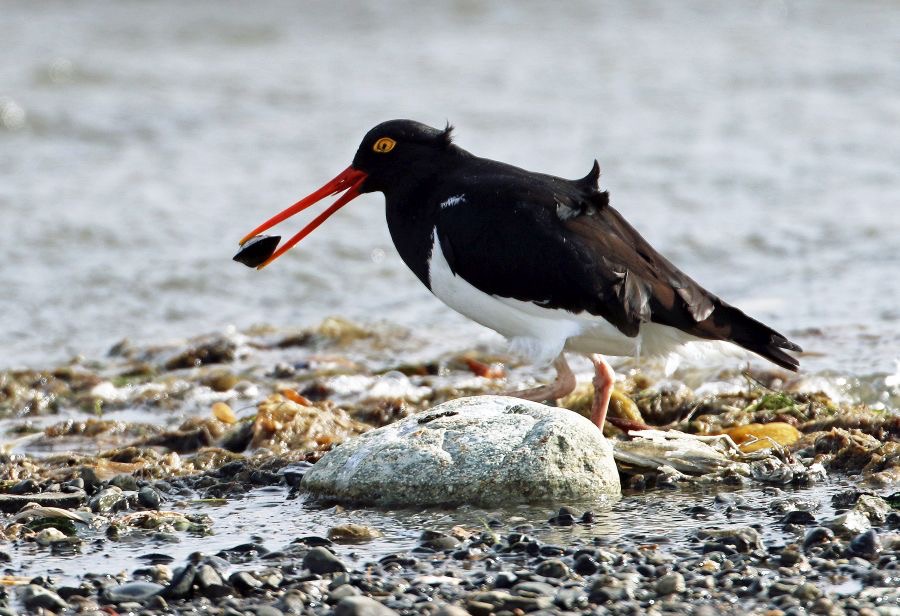 OYSTER  CATCHER MAGELLANIC with oyster.  P. Natales.jpg