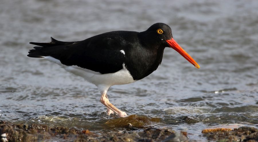 OYSTER CATCHER... MAGELLANIC        Puerto Natales.jpg
