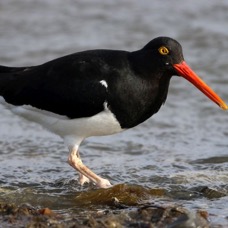 OYSTER CATCHER... MAGELLANIC        Puerto Natales.jpg