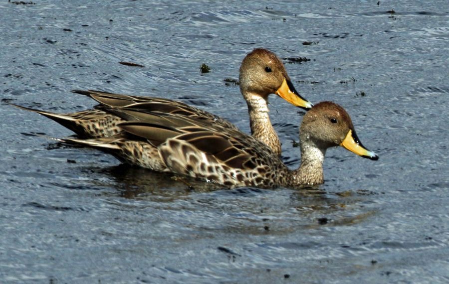 PINTAIL    YELLOW BILLED        Torres del Paine.jpg