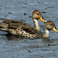 PINTAIL    YELLOW BILLED        Torres del Paine.jpg