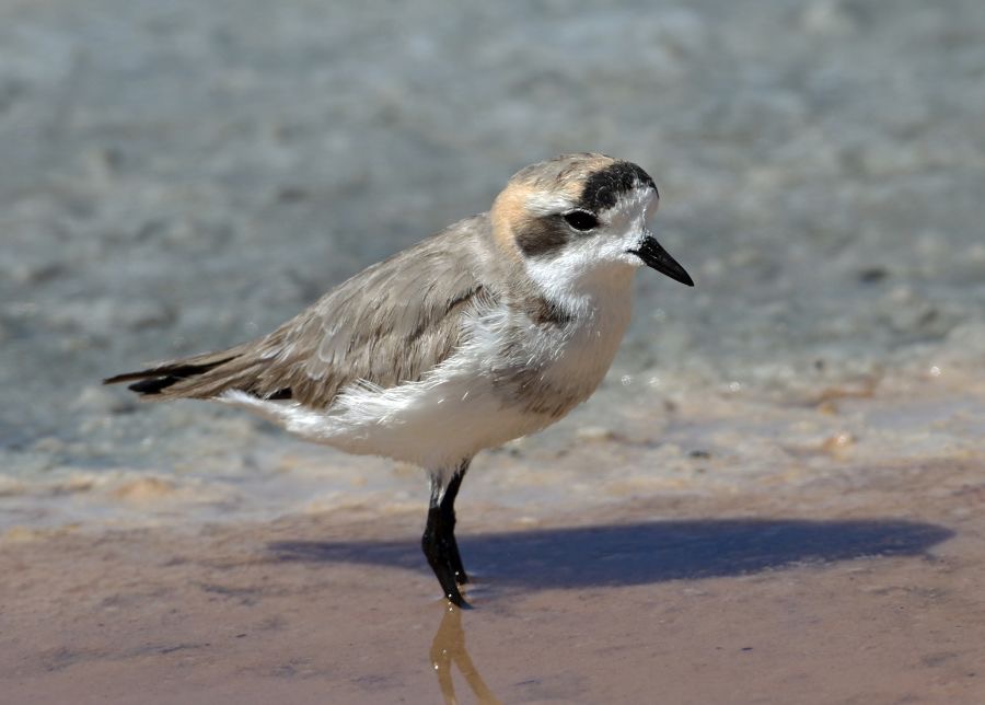 PLOVER...      PUNA  Atacama. Chaxa Lagoon.jpg
