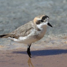 PLOVER...      PUNA  Atacama. Chaxa Lagoon.jpg