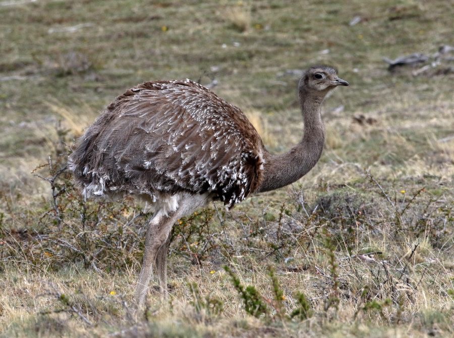 RHEA      DARWINS LESSER             Torres  del Paine.jpg