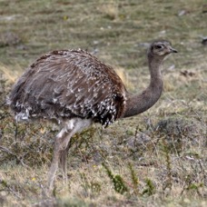 RHEA      DARWINS LESSER             Torres  del Paine.jpg