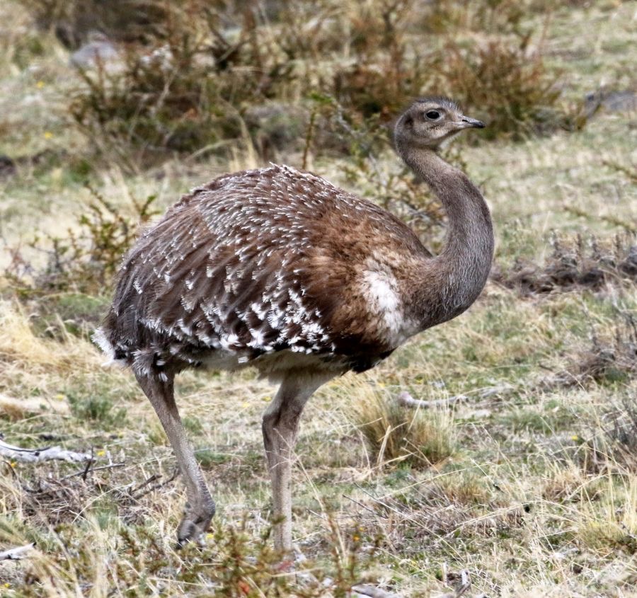RHEA.      DARWINS LESSER            Torres del Paine.jpg