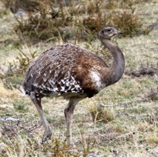 RHEA.      DARWINS LESSER            Torres del Paine.jpg