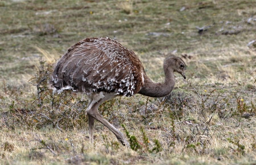 RHEA..    DARWINS LESSER             Torres del Paine...jpg