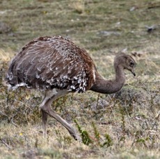 RHEA..    DARWINS LESSER             Torres del Paine...jpg