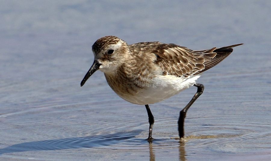 SANDPIPER  BAIRDS     Atacama.      Chaxa Lagoon..jpg