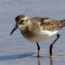 SANDPIPER  BAIRDS     Atacama.      Chaxa Lagoon..jpg