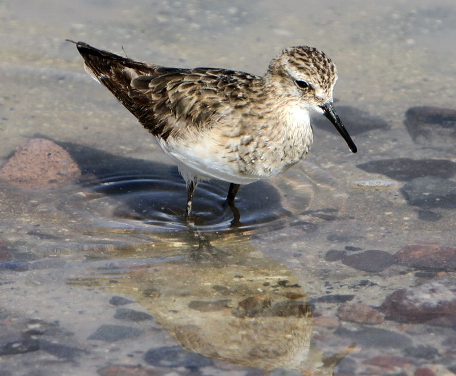 SANDPIPER. BAIRDS  Atacama     Chaxa Lagoon.jpg
