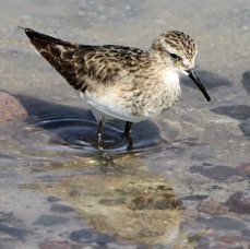 SANDPIPER. BAIRDS  Atacama     Chaxa Lagoon.jpg