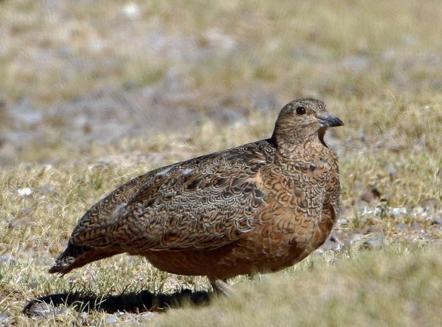 SEEDSNIPE  RUFOUS BELLIED   Atacama              Salar de Pujsa.jpg
