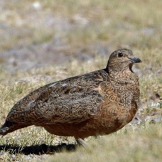 SEEDSNIPE  RUFOUS BELLIED   Atacama              Salar de Pujsa.jpg