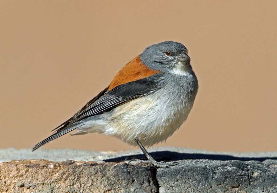 SIERRA-FINCH       RED- BACKED                 Atacama Altiplano.jpg