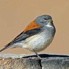 SIERRA-FINCH       RED- BACKED                 Atacama Altiplano.jpg