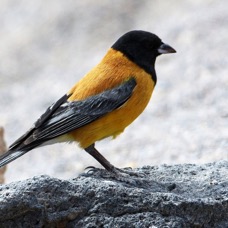 SIERRA-FINCH     BLACK-HOODED  Atacama .       Salar de Tara.jpg