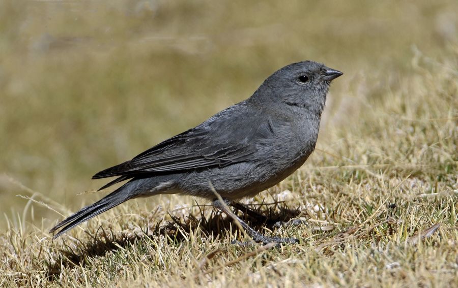 SIERRA-FINCH PLUMBEOUS   Atacama.        Vado de Putana.jpg