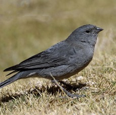 SIERRA-FINCH PLUMBEOUS   Atacama.        Vado de Putana.jpg
