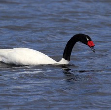 SWAN             BLACKNECKED       Puerto  Natales.jpg