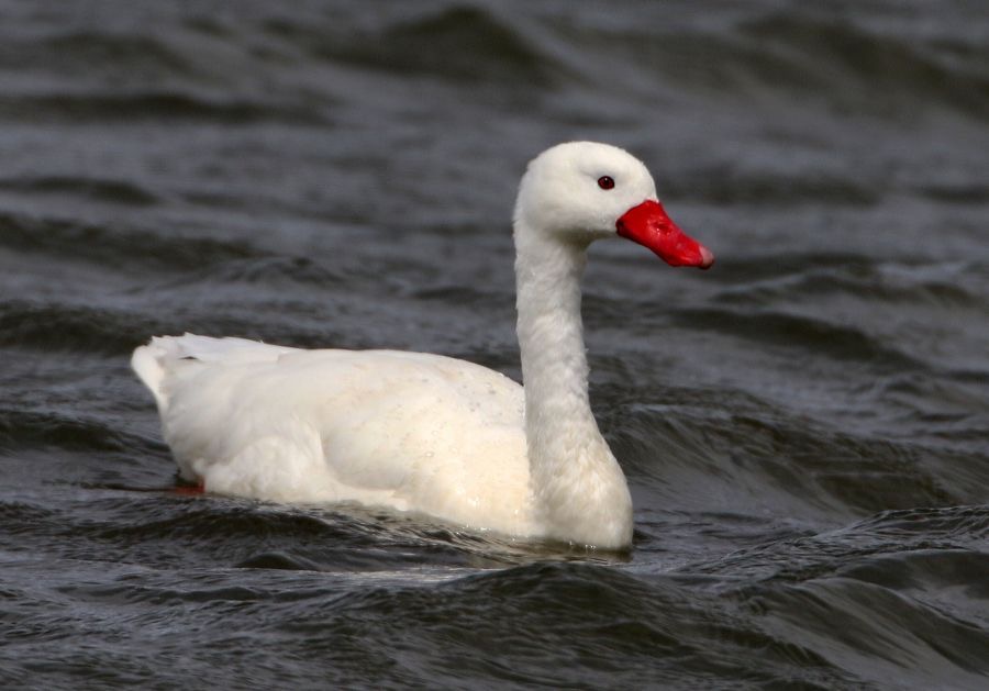 SWAN  COSCOROBA Puerto Natales.jpg