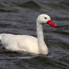 SWAN  COSCOROBA Puerto Natales.jpg