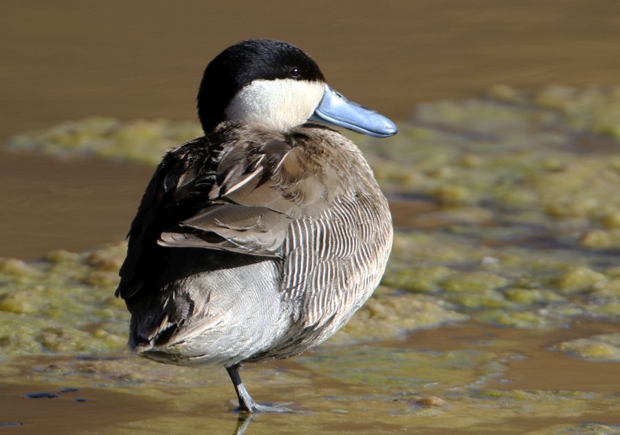 TEAL              PUNA    Atacama.        Vado de Putana.jpg