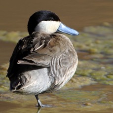 TEAL              PUNA    Atacama.        Vado de Putana.jpg