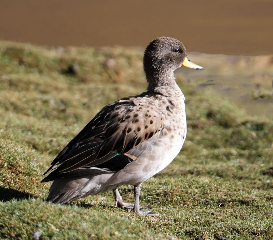 TEAL.      SPECKLED  Atacama.        Vado de Putana.jpg
