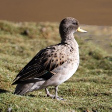 TEAL.      SPECKLED  Atacama.        Vado de Putana.jpg