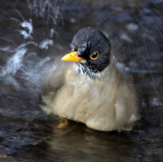 THRUSH  AUSTRAL  male Bathing        Torres del Paine.jpg