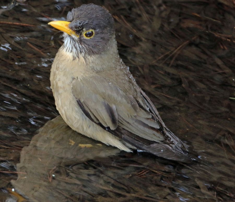 THRUSH  AUSTRAL female Torres del Paine.jpg
