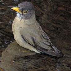 THRUSH  AUSTRAL female Torres del Paine.jpg