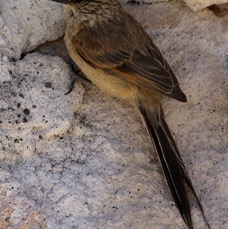 TIT-SPINETAIL PLAIN-MANTLED .  Atacama           Salar de Tara.jpg