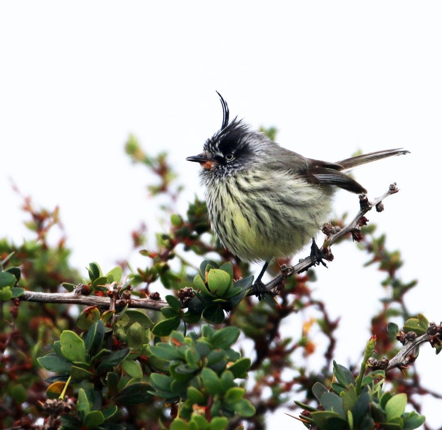 TIT-TYRANT   TUFTED  Punta Arenas area.jpg