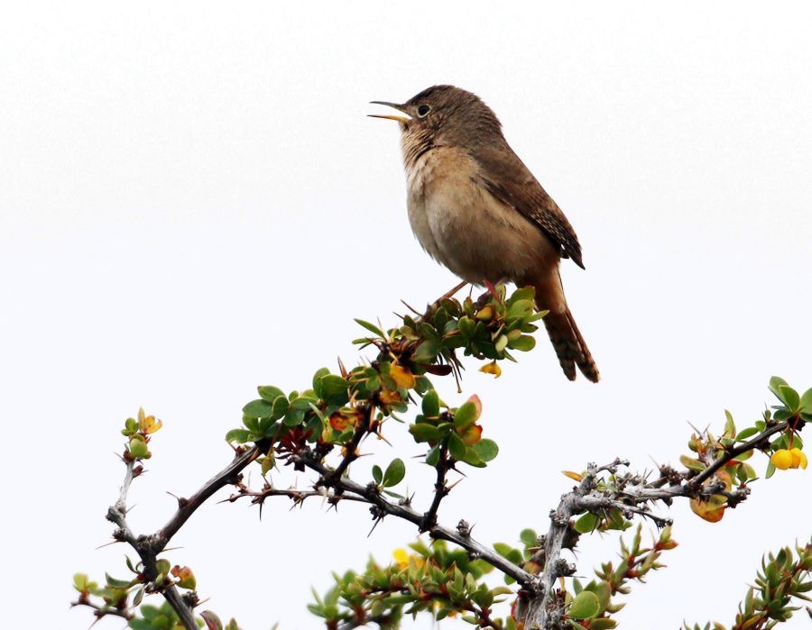 WREN   SOUTHERN   HOUSE  Punta Arenas area.jpg