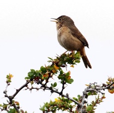 WREN   SOUTHERN   HOUSE  Punta Arenas area.jpg